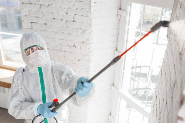 Best Mold Damage Restoration  in Benton, IL